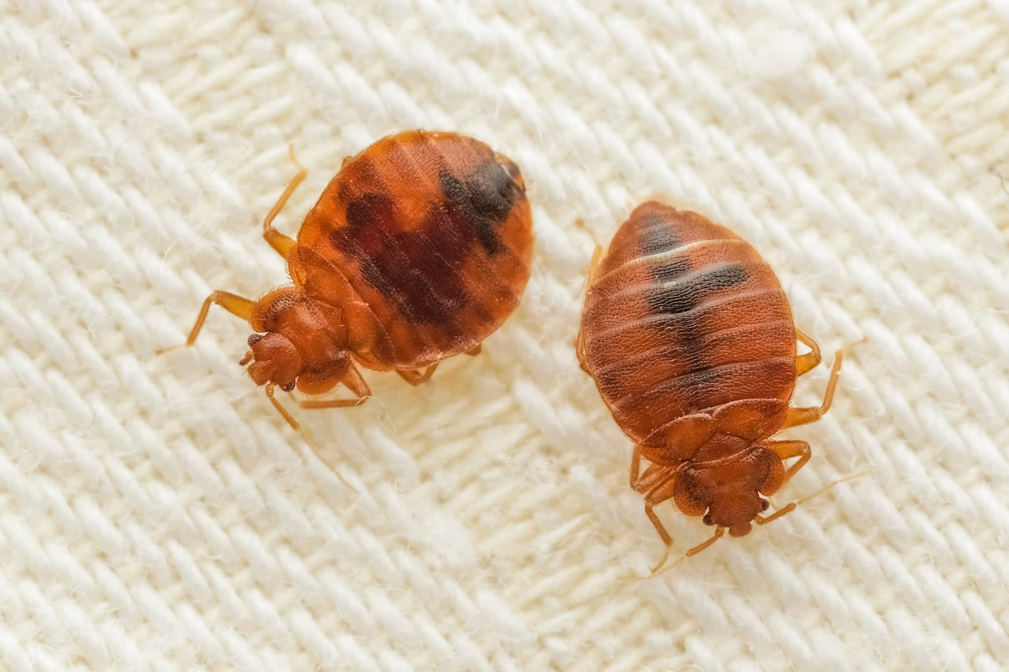 Professional Bed Bug Pest Control for Homes and Businesses